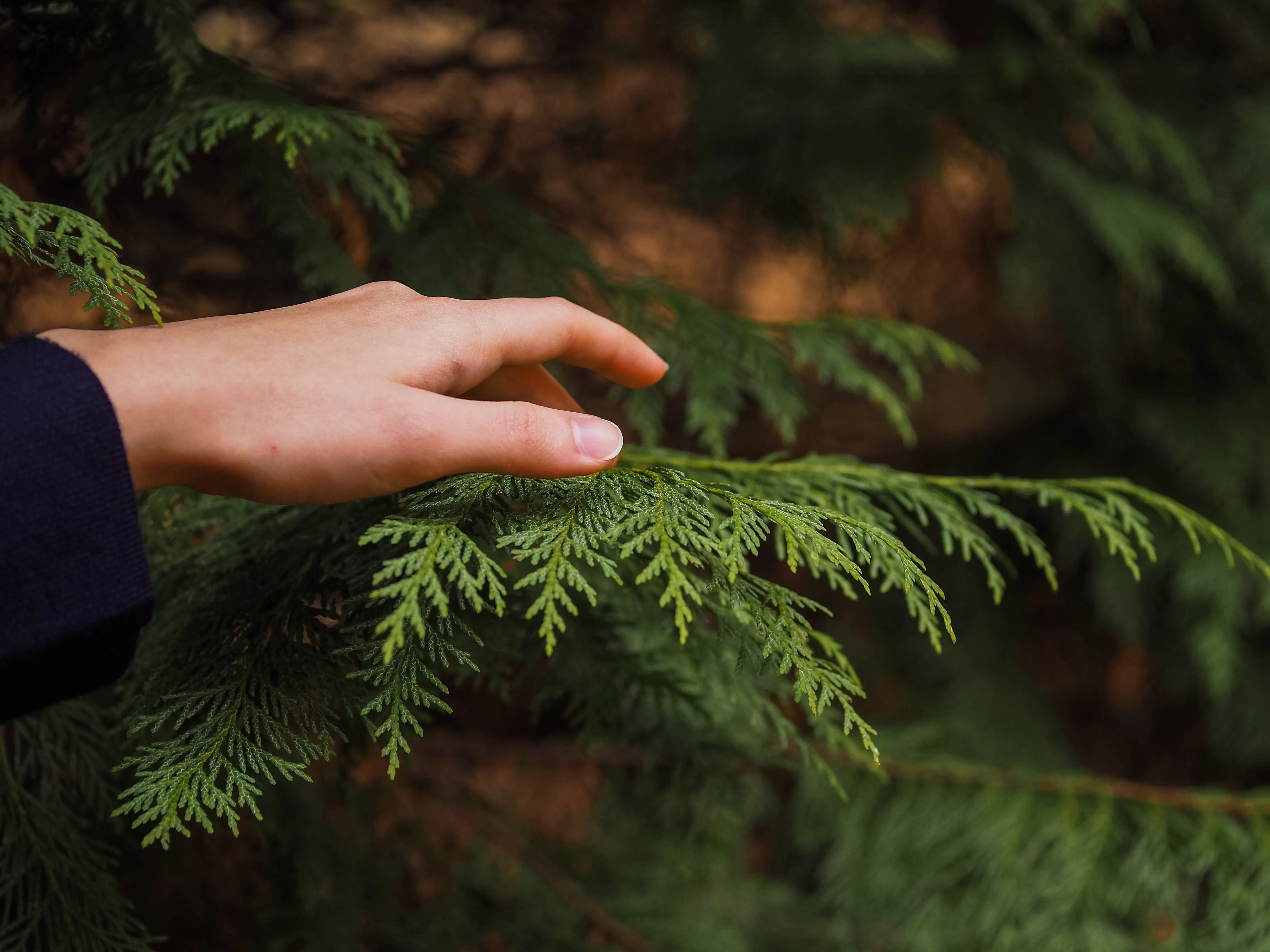 Close-up of a hand gently touching green evergreen branches, calm natural mood with dark green and skin tones